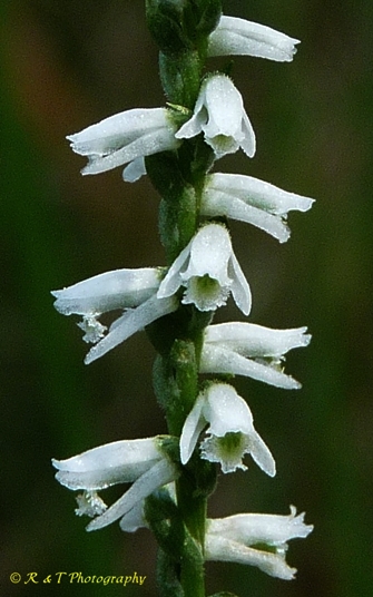 {Spiranthes lacera var. gracilis}